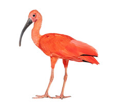 Side View Of A Scarlet Ibis Looking At The Camera, Eudocimus Ruber, Isolated On White