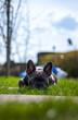 Eine französische Bulldogge liegt müde auf dem Rasen