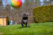 ine französische Bulldogge spielt mit dem Ball auf dem Rasen.