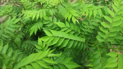 Curry tree, Murraya koenigii , Bergera koenigii, sweet neem leaves.