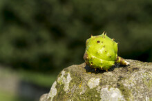 Close-Up Of A Green Fruit Sitting On A Rock; Yorkshire, England