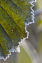 Close-Up Of An Alder Leaf With A Frosty Edge; Alaska, United States Of America