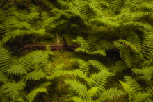 A Fallen Tree Trunk Amid Thick Moss And A Luxuriant Patch Of Early Summer Cinnamon Ferns (Osmundastrum Cinnamomeum) In A Forest; Middle Sackville, Nova Scotia, Canada