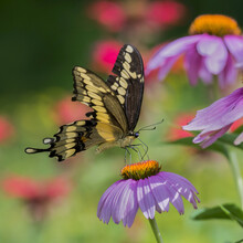 Close-up Of A Giant Swallowtail Butterfly (Papilio Cresphontes) Resting On A Purple Coneflower (Echinacea Purpurea); Redbridge, Ontario, Canada