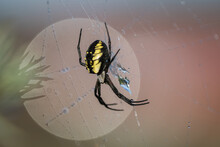 Black And Yellow Scary Looking Garden Spider Clings To A Web; Astoria, Oregon, United States Of America