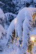 © Designpics - Close-up of fresh snow covering a Mountain Hemlock branch strung with glowing white lights at dusk