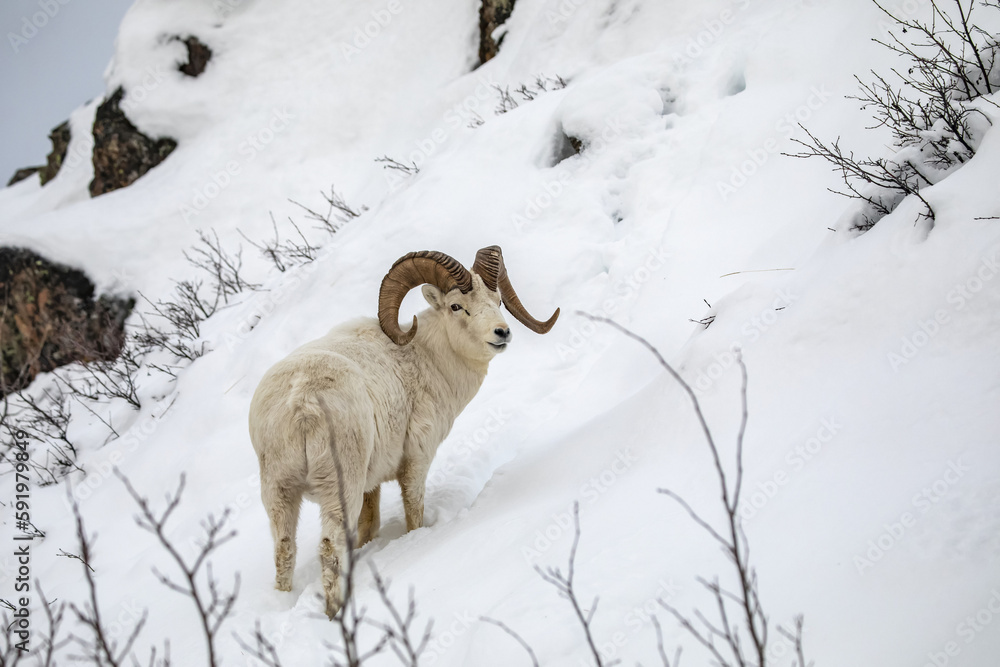 Dall sheep (Ovis dalli) ram roams and feeds in the Windy Point area ...