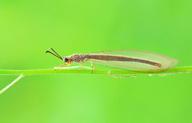 Wall Mural - insects on green leaf in the wild or in the nature