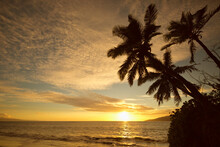 Silhouette Of Coconut Palm Tree Against A Golden Sunset And Waves Lapping The Shore; Kihei, Maui, Hawaii, United States Of America