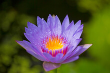 Close-up Of Hawaiian, Purple Water Lily (Nymphaea); Paia, Maui, Hawaii, United States Of America