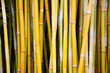 Close-up of bamboo (Bambusa) tree trunks; Hana, Maui, Hawaii, United States of America
