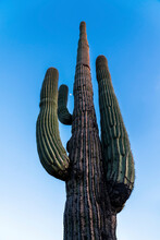 Towering Saguaro Cactus (Carnegiea Gigantea) With The Moon Seen In Between Its Arms Against A Blue Sky At Twilight; Phoenix, Arizona, United States Of America