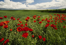 Red Poppies Edge An Seemingly Endless Field; Moscow, Idaho, United States Of America