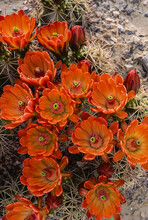 Claretcup Cactus Flowers (Echinocereus Triglochidiatus) In The Chihuahuan Desert, Texas, USA; Texas, United States Of America