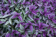 © Designpics - Close-up of plants with green and purple foliage in a Costa Rican botanical garden; Golfo Dulce, Costa Rica