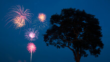 Fireworks Burst Above An Oak Tree At Twilight; Mystic, Connecticut, United States Of America