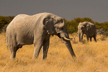 Pair Of Young Male Elephants (Loxodonta Africana) Grazing In Etosha National Park; Okaukuejo, Kunene, Namibia
