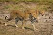 © Designpics - Leopard (Panthera pardus) mother and cub walk in step in Chobe National Park; Chobe, Botswana