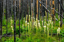 Re-growth Of A Grouping Of Bear Grass (Xerophyllum Tenax) In A Lush Green Undergrowth Of A Forest With Burned Tree Trunks In The Background; Waterton, Alberta, Canada