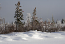 Drifts Along A Lakeshore In Canada's Boreal Forest; Churchill, Manitoba, Canada