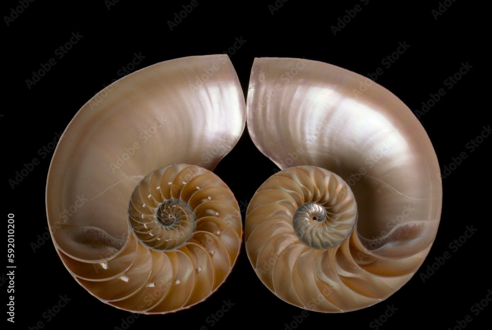 Cross section of nautilus shell cut to reveal compartments; Studio