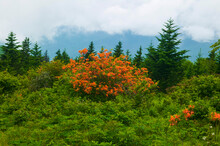 Red Azalea Bushes In Bloom Near Gregory Bald In Great Smoky Mountains National Park, Tennessee, USA; Tennessee, United States Of America
