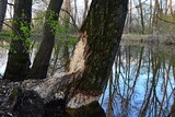 Fototapeta  - Broadleaf tree near dead river channel heavily fretted by beavers, spring late afternoon sunshine. 