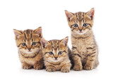 Fototapeta Koty - Three small kittens.