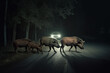 Wild hogs boars crossing the road in the darkness of the night