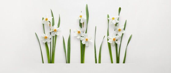 Wall Mural - Beautiful daffodil flowers on white background