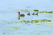 Mallard Hen And Ducklings Swimming On Fox River In Summer