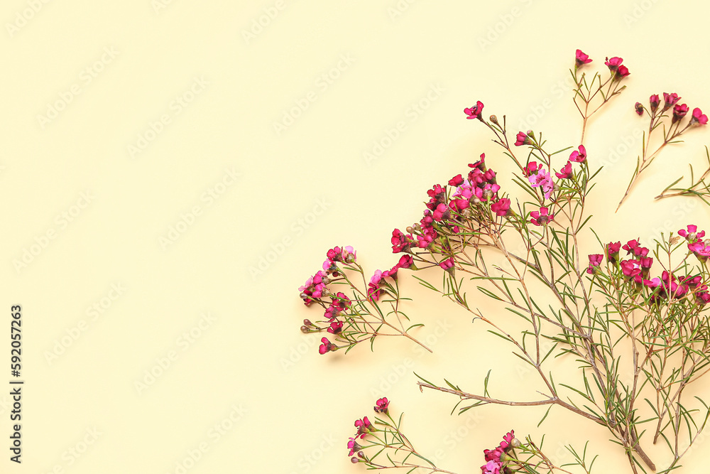 Pink gypsophila flowers on yellow background