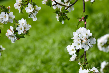 Wall Mural - apple blossom in the garden