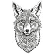 fox vector illustration line art drawing black and white fox cub