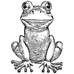 Wall Mural - Funny cartoon frog, line art illustration ink sketch toad