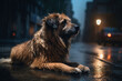 An abandoned old dog lying in the rainy street. Generative AI.