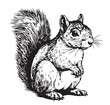 Squirrel sketch hand drawn illustration Wild animals