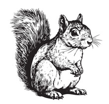 Squirrel Sketch Hand Drawn Illustration Wild Animals