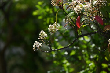 Canvas Print - Red Robin ( Japanese photinia ) flowers. Rosaceae evergreen tree. Many small white flowers bloom from spring to early summer.