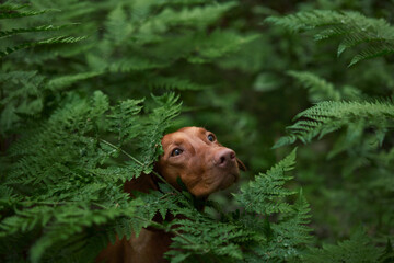 Wall Mural - a red dog in a fern. Hungarian Vizsla in nature. Pet in the forest