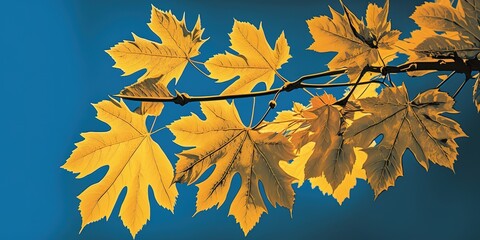 Wall Mural - A cluster of bright yellow maple leaves against a clear blue sky. Generative AI