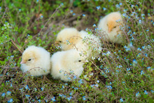 Small Yellow Newborn Chicks On Green Grass Field Outdours.
