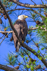 Wall Mural - bald eagle on branch