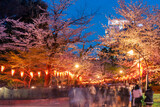 Fototapeta  - ライトアップされた上野恩賜公園さくら通りと夜桜を楽しむ人々（2023年3月）