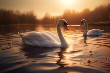 Beautiful Swans In The Lake