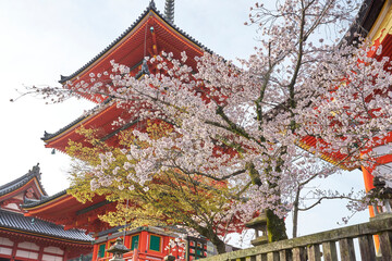 Wall Mural - 清水寺と桜