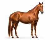 Fototapeta Konie - photo of American Saddlebred horse isolated on white background. Generative AI