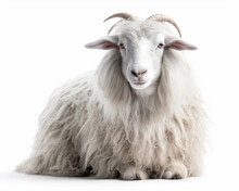 Photo Of Angora Goat Isolated On White Background. Generative AI