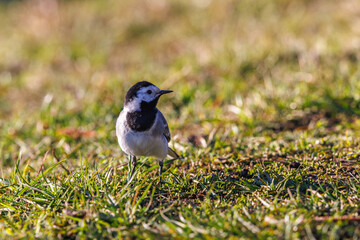 Wall Mural - White wagtail looking away on a sunny meadow