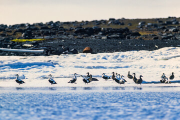 Wall Mural - Flock of eiders on the ice by the beach